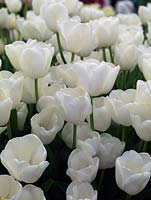 Tulipa 'Maureen', a pure white, almost luminous, tulip, a late flowering single variety.