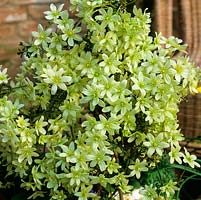 Clematis 'Pixie', bears masses of fragrant, creamy white flowers from March. Hardy, evergreen. Good for pots and ground cover. Cut back to stimulate new growth.