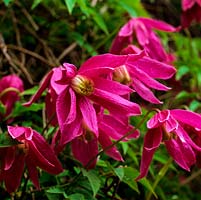 Clematis Constance, an alpina with masses of deep red flowers. Flowering in spring.