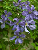 Clematis Prince Charles bears lovely blue flowers through the summer.