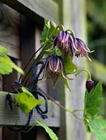 Clematis alpina tied in to the fence.