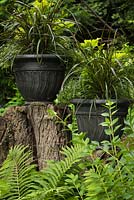 Ornamental grass plants in plastic containers on top of tree stumps framed by Pteridophyta - Ferns in private backyard country garden in summer, Quebec, Canada