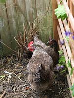 Two hens named Gertrude and Alice B Toklas in the bottom of garden. They lay 2 eggs a day.