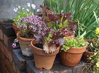 Onions, thyme, viola and lettuce grow in pots perched on wall by steps. Alys Fowler's 18m x 6m, organic garden. Productive and pretty,