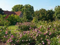 A large country garden filled with fragrant old-fashioned roses.