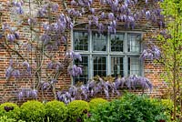 Wisteria sinensis, Chinese wisteria, framing a window in April.