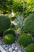 Clipped box balls and standard ligustrum surrounded by round grey stones, with Eucalyptus Gunnii and standard Catalpa trees. Bel Pech, Castelnau de Montmiral, Tarn, Midi Pyrenees, France. 