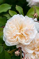 Rosa 'Lichfield Angel', an English rose bred by David Austin Roses, flowering in June and July