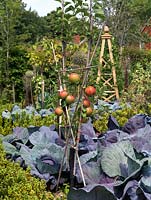 Malus domestica 'Lanes Prince Albert', a young trained apple tree, in a potager amongst cabbage Red Drumhead and box plants.