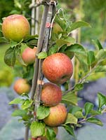 Malus domestica 'Lanes Prince Albert', a small to medium sized cooking apple.