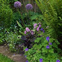 A purple and blue border with Allium 'Globemaster', Scabiousa columbaria 'Pink Mist', forget-me-not, Heuchera and Geranium x magnificum with ferns and Acer foliage behind.