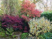 Japanese style pool and bog garden with dogwood, ferns, hardy geranium, Betula pendula Youngi and maples Acer griseum and Acer palmatum 'Bloodgood'.