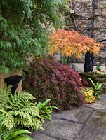 In courtyard, bed of fern, hosta and Japanese maples - Acer palmatum var. dissectum Seiryu and A. palmatum var dissectum. Old pump in background.