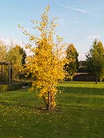 Gingko biloba, Maidenhair tree, an upright, columnar, deciduous specimen tree with golden leaves in autumn.