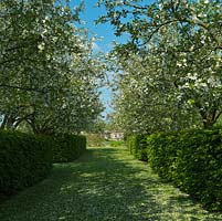 Wide grass path between beech hedges and an avenue of crab apple trees in full blossom - Malus x robusta Red Sentinel - flanks meadow