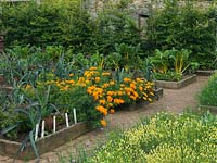 Tagetes erecta 'Samba', leeks and chard in raised beds in the kitchen garden at Holt Organic Farm. 