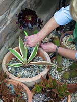 Woman uses secateurs to cut back dead growth from a potted agave, one of a collection of cacti and succulents.