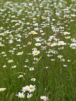 Wildflower meadow of ox-eye daisies - Leucanthemum vulgare 