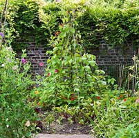 A small vegetable plot growing sweetcorn, runner beans, beetroot ans salad leaves. Nasturtium are planted as a companion to attract harmful insects away from the edible crops.