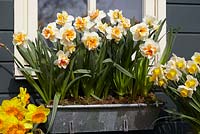 Narcissus 'Peach Swirl' in windowbox container 