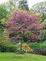 Cercis siliquastrum - Judas tree, a spreading, deciduous specimen tree with small, heart-shaped leaves and clusters of pink flowers