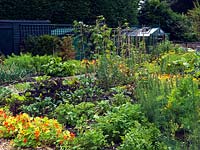 A large kitchen garden with crops including beans, brassicas, leeks and Kohl rabi. Nasturtium and Marigolds are planted as companions to keep pests from the crops.