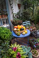 A gardener's conservatory with freshly harvested squash, gardening tools and sheltering tender plants.