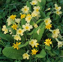 In spring, the grassy banks and orchard are full of primroses and celandines.