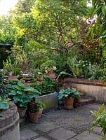 View to patio of 30m x 8m back garden, past old water tank and pots of hostas, holly and pelargonium, to raised bed of smokebush, cardoon, poppy and orlaya under old sumach.