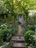 30m x 8m town back garden. View to doorway, past box balls and raised beds of Allium Purple Sensation, white lace flower and herbs. Fruit trees curve over path by greenhouse.