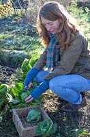 Woman cutting winter greens on vegetable patch in winter