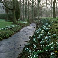 Stream running through woodland has snowdrops - Galanthus nivalis growing on its banks.