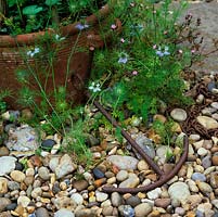 Old anchor found when beach combing by seaside sits in gravel garden, immersed in love-in-the-mist - nigella