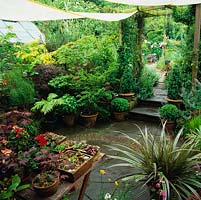 Sail hung above patio collects rainwater and shades a collection of acers in pots.  Succulents in pots on table. Arch frames view of gravel garden. Box topiary in pots by steps.