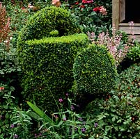 Buxus sempervirens. - Topiary watering can cut from box 