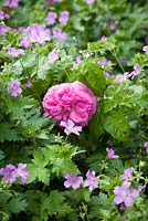 Rosa 'Baronne Prevost' with pink geranium