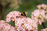 Bumble Bee on Sedum telephium 'Matrona' AGM. Stonecrop
