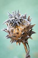 Cynara cardunculus - Frost on cardoon seedhead. 