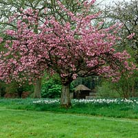 Prunus Kanzan - Ornamental cherry, above swathes of daffodils in spring. Peeping through behind is a wooden boathouse beside a small lake.