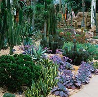 RHS Wisley Glasshouse houses 5000 tender or half hardy plants in  arid, temperate, tropical zones. Arid: Sanseveria, Echeveria Afterglow, Crassula ovata Gollum. Cacti.