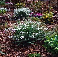 Galanthus elwesii 'David Shackleton' - In winter, the woodland garden is bare save for clumps of snowdrops, winter aconites, Cyclamen coum and hellebores.