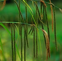 Carex pendula, weeping sedge, a tufted, evergreen perennial with long, catkin-like flower spikes in summer. Grows to 1.5m.