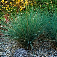 Helictotrichon sempervirens - blue oat grass
