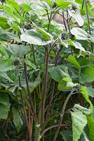 Showing where sunflower has branched out after the growing stems have been cut or pinched out
