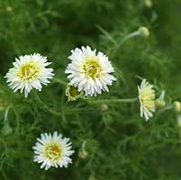 Chamaemelum nobile 'Flore Pleno', chamomile, an aromatic, mat-forming, ground cover plant. Herb with medicinal uses.