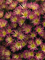 Chrysanthemum Dance Salmon, a herbaceous perennial which from late summer bears masses of single, pink and yellow, daisy-like flowers.