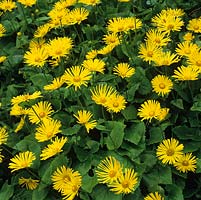 Doronicum columnae, an early-flowering perennial with golden, daisy-like flowers.