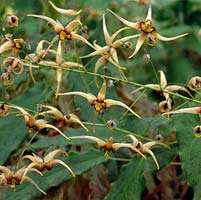 Epimedium wushanense 'Caramel', a perennial with semi  heart-shaped leaves and dainty flowers from spring until early summer. Common name - Bishops Mitre or Barrenwort.