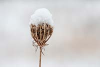 Daucus carota seed head covered with snow in Winter - Wild Carrot