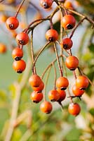 Sorbus sargentiana - Orange berries of Sargents Rowan in Winter
